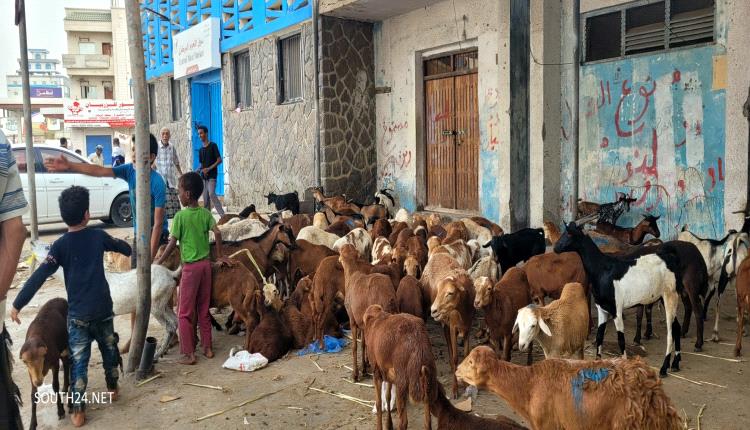 توقف معظم اهالي عدن عن شراء اضاحي العيد جراء غلاء المعيشة