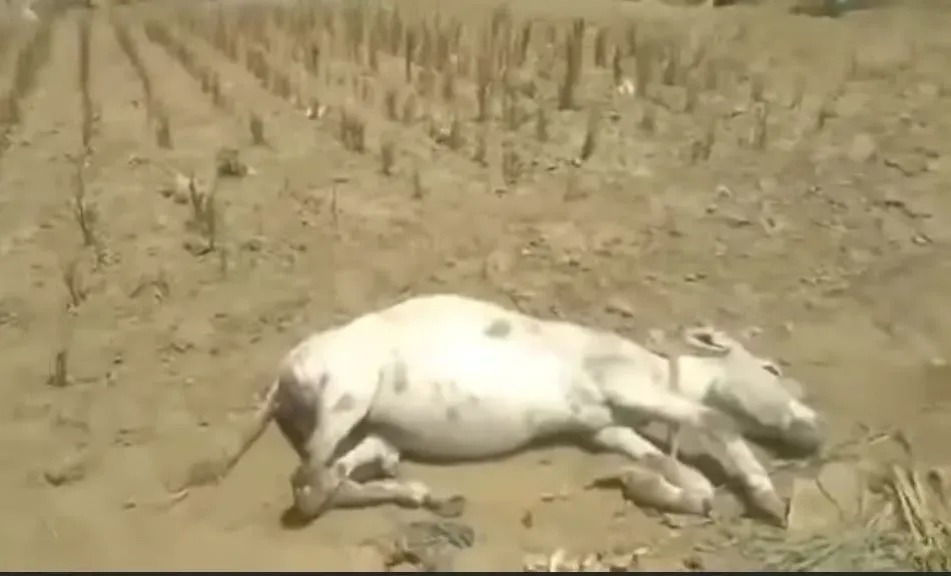 في مشهد صادم .. مزارع يكسر أرجل أنثى حمار حامل في تعز